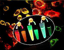 星戈瑞荧光简述:荧光染料ICG吲哚菁绿标记多种酶用于检测细胞