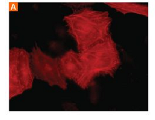 荧光标记人微球蛋白细胞色素C Cytochrome C