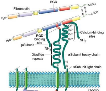 荧光标记纤连蛋白 Fibronectin