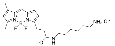 BDP FL amine 氟硼二吡咯氨基 2183473-03-0