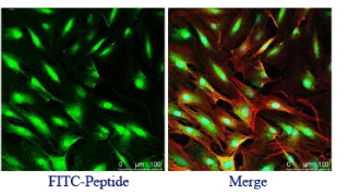 荧光标记生物靶向性的纳米载体材料PLGA-PEG-S6