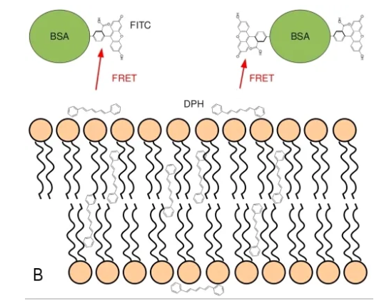 HSA-FITC 异硫氰酸荧光素标记人血清白蛋白