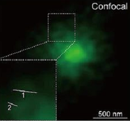 荧光标记壳聚糖包载吉西他滨靶向纳米粒GEM-CHI