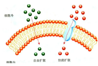 荧光标记苯硼酸酯嵌段聚合物聚乙二醇-聚谷氨酸苄酯纳米胶束