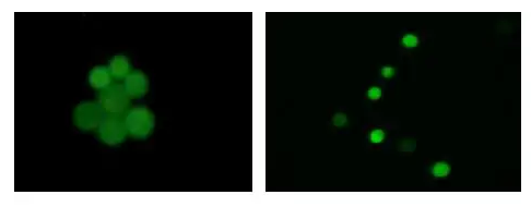 荧光标记β-胡萝卜素 CY3-β-Carotene