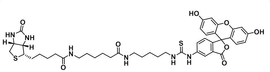 FITC-Biotin  异硫氰酸荧光素-生物素