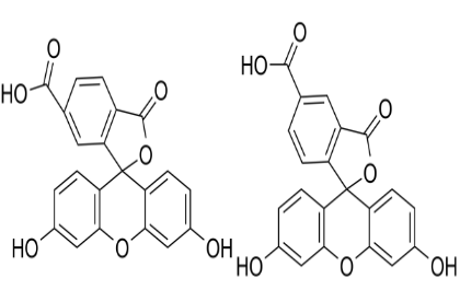 FITC-COOH  异硫氰酸荧光素-羧基