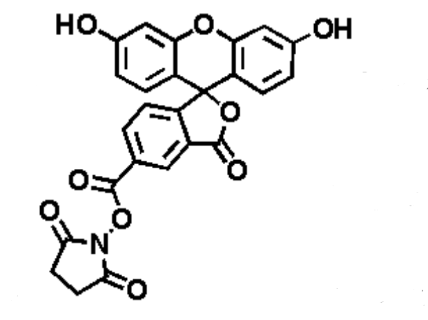 FITC-NHS 异硫氰酸荧光素-活性脂