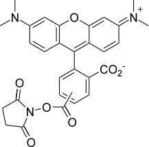  5(6)-羧基四甲基罗丹明活性酯 