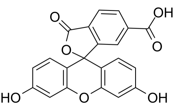 6-FAM