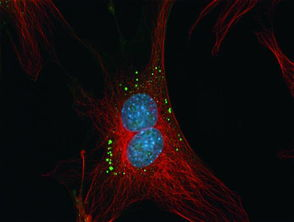 荧光染料RB-ConcanavalinA刀豆球蛋白生物学研究