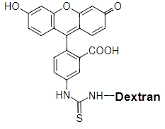 FITC-Dextran