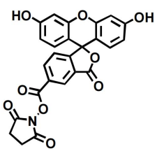 FITC-NHS 绿色荧光素标记活性酯.png