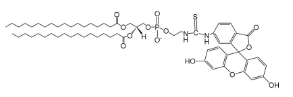 DSPE-FITC功能化磷脂质：特性、应用