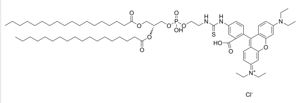 Rhodamine-DSPE生物成像技术 | 荧光磷脂