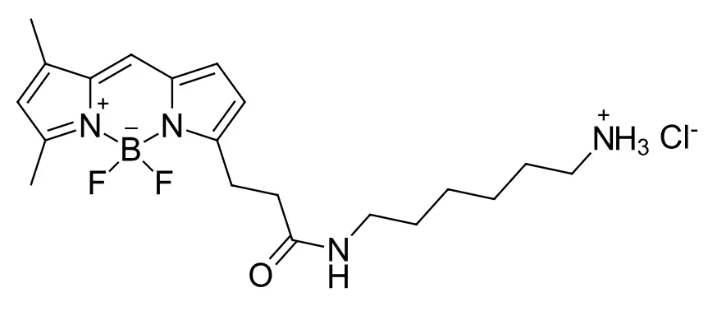 BODIPY FL标记氨基|BODIPY FL-NH2的特性与应用