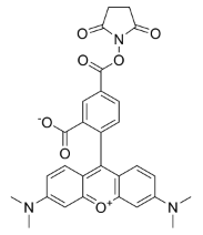 5-TAMRA, SE/NHS（5-羧基四甲基罗丹明琥珀酰亚胺酯