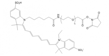 CY7-PEG-NHS的荧光性质、水溶性及生物相容性