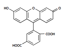 6-FAM DBCO（6-羧基荧光素-二苯并环辛炔）的介绍