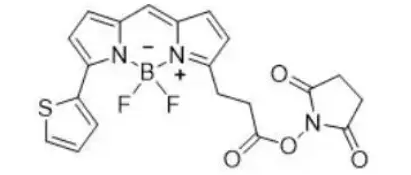 星戈瑞BODIPY 558/568 NHS透膜性荧光探针